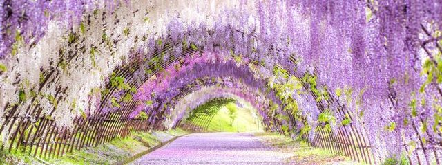 楡井藤さんの壁紙画像