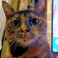 ヌコฅ^•ω•^ฅさんのアイコン画像