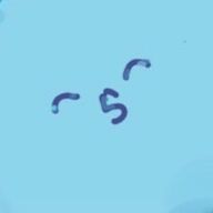 こっこー🐤さんのアイコン画像