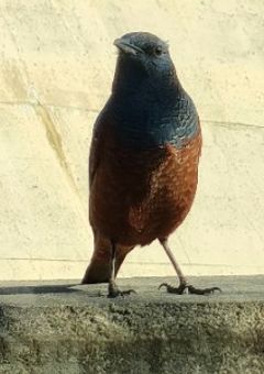 主がリレーをするそうです