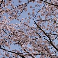 しがないМさんのアイコン画像