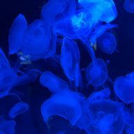 あぷりこっと     不定期浮上さんのアイコン画像