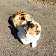 無楽咲さんのアイコン画像