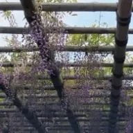 つゆさんのアイコン画像