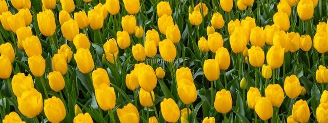 ぷりんですさんの壁紙画像