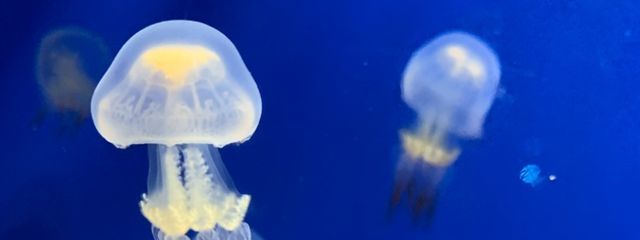 夢空＊さんの壁紙画像