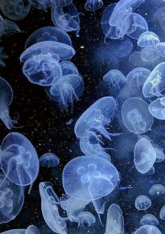 VOLTACTIONの子猫ちゃん