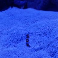 八神 。さんのアイコン画像