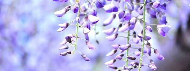 麗愛(らいあ)さんの壁紙画像