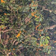 ネシャールさんのアイコン画像