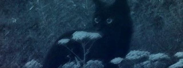 くらげさんの壁紙画像