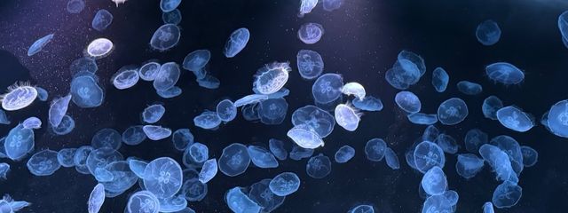 あみゃもち*　@低浮上さんの壁紙画像