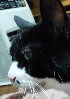 ﾊﾞﾅﾅﾄﾘﾝｺﾞﾉﾊﾞﾅﾘｿｺﾞ専用部屋