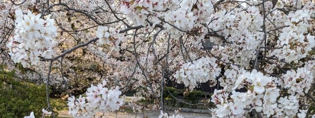 つばめさんの壁紙画像