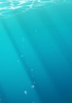 黄昏時、白バラは咲いて。