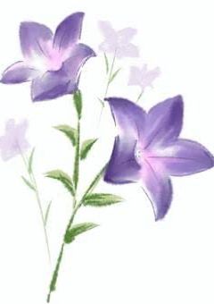 桔梗の花は戦場に咲く。