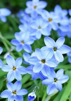 青き花の運命、少女と御国様の秘密