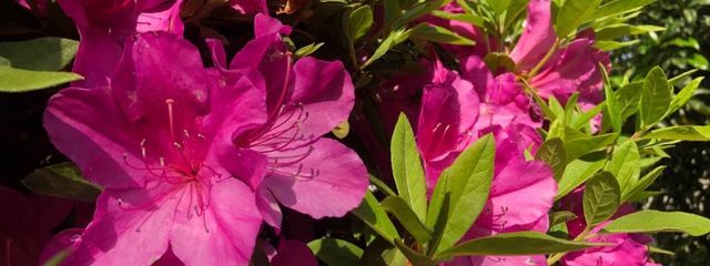 あちらさんの壁紙画像