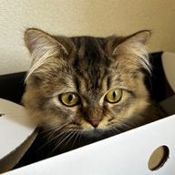 あちらさんのアイコン画像