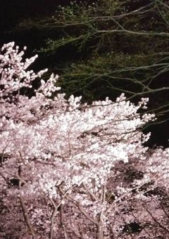 うさぎの妹は何想う