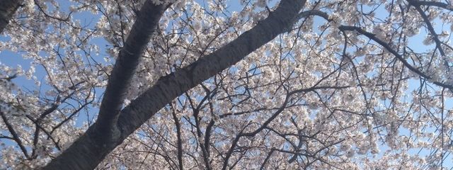 結翔さんの壁紙画像