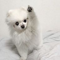かぴ。さんのアイコン画像