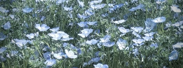 燈さんの壁紙画像
