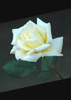 白薔薇はSexyに咲く.（続）