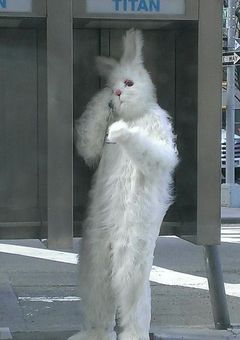 三月うさぎといかれ帽子屋