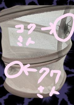 クワガタの1日