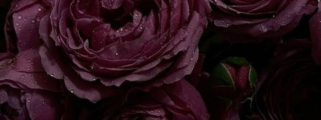 笹さんの壁紙画像