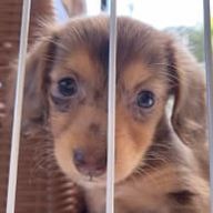 PENPENさんのアイコン画像