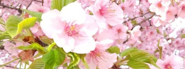 nanoさんの壁紙画像