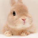 🐰