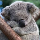 🐨