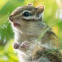 🐿