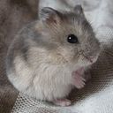 🐹