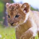 🦁