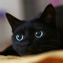 🐱