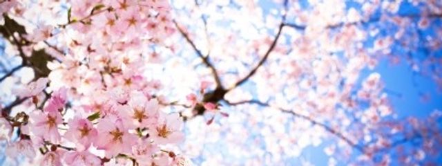 SnowMan&SixTONES担🐱🍚さんの壁紙画像