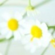 れおるさんのアイコン画像