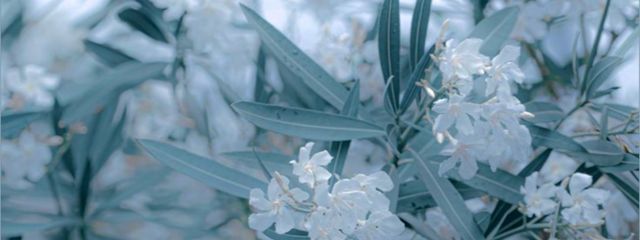 #　S u i r a 　🎧️🃏 さんの壁紙画像