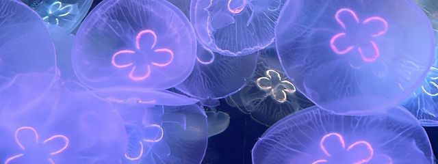 雅 誠__さんの壁紙画像