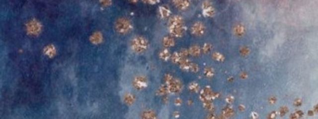 くまりさんの壁紙画像