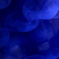 Lunaさんのアイコン画像