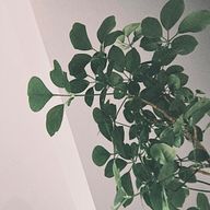 🦊狐の君が好き🧡さんのアイコン画像