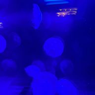 ⁉️さんのアイコン画像