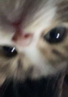 　　転 生 し た ら 猫 で し た 🐈‍⬛ 