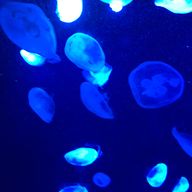 ｷﾜﾀ さんのアイコン画像