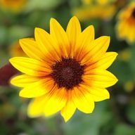 みたらしさんのアイコン画像